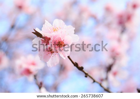 Pink Spring flowers