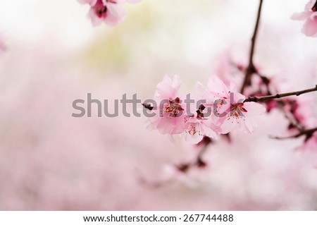 Pink Spring flowers