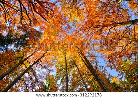 Autumn forest trees. Nature orange wood sunlight backgrounds.