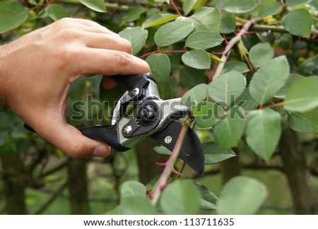 Hand trimming a bush with secateurs