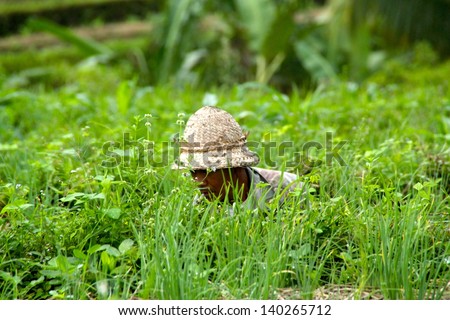SIDEMEN, INDONESIA - JULY 14: A rice field worker sits down between the grass to remove bad weeds. July 14, 2012 in Seririt, Indonesia