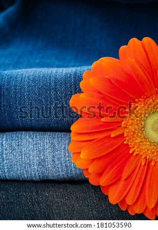 Pile of jeans of various shades and orange gerbera daisy