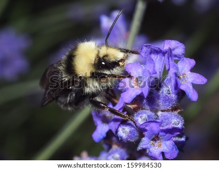 Black and Yellow Bumblebee Clinging to a Purple Lavender Blossom Sipping Nectar