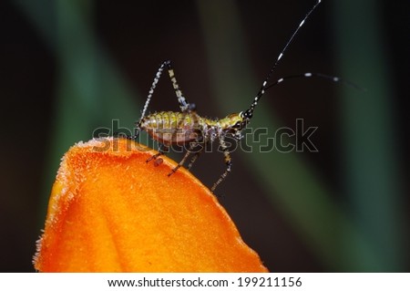 Green Tan and Black Striped Grasshopper Nymph Perched atop an Orange Day Lily