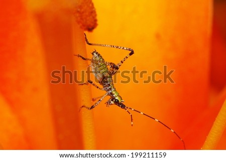 Green Tan and Black Striped Grasshopper Nymph Clinging to an Orange Day Lily