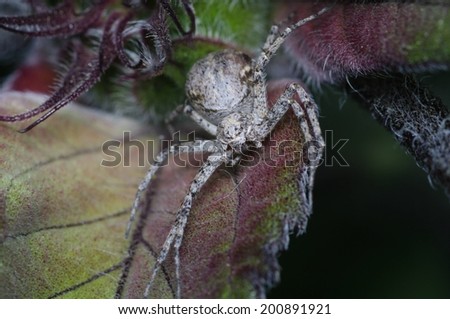 Brown and White Crab Spider Perched on a Red and Green Sunflower Leaf