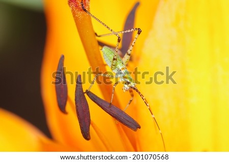 Pale Green and Tan Striped Grasshopper Nymph Perched on Orange Day Lily Stamen