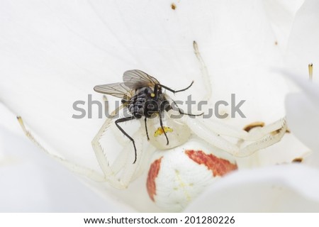 White and Magenta Crab Spider Eating Black House Fly on a White Rose Petal