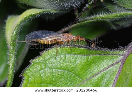 Light Brown Female Snake Fly Sitting on Dark Green Sunflower Leaf
