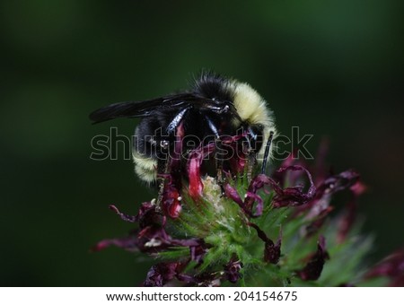 Black and Yellow Bumblebee Resting on Crimson Clover with Black Background