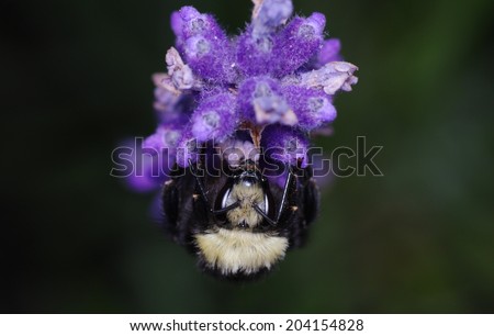 Black and White Bumble Bee sitting on lavender flower with Black Background