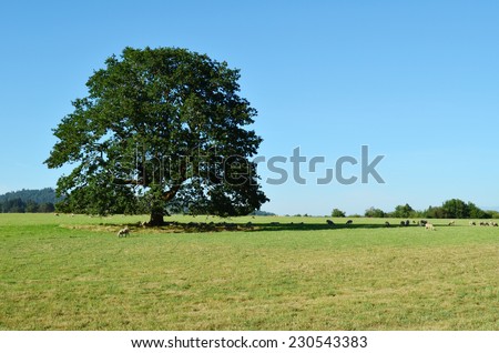 Tall Oak Tree in a Field of Grass surrounded by a Flock of Sheep in mid-day with a blue sky background.