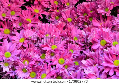 beautiful pink flower background