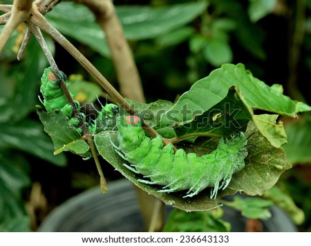 green worm are clamber on branch for eat to leaf