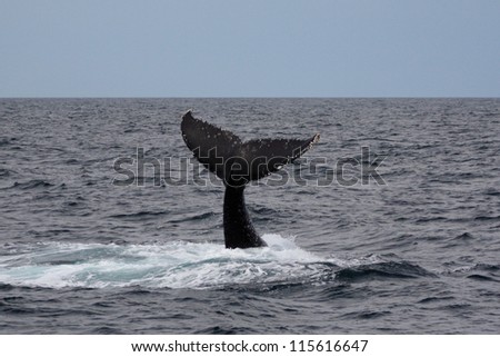 Humpback Whale Tail, Sydney, Australia