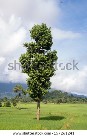 Green field and  tree - Stock Image