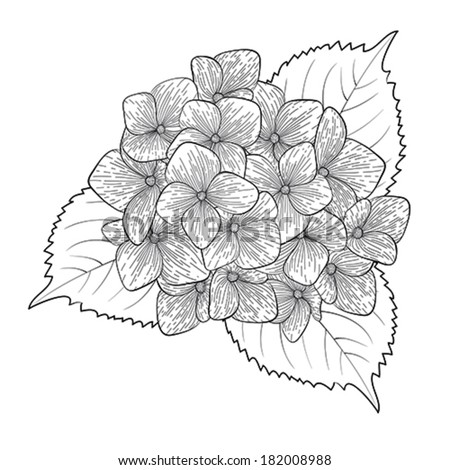 beautiful monochrome, black and white flower hydrangea isolated