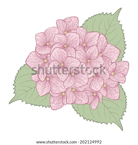 beautiful flower hydrangea isolated on white background . Hand-drawn contour lines and strokes.