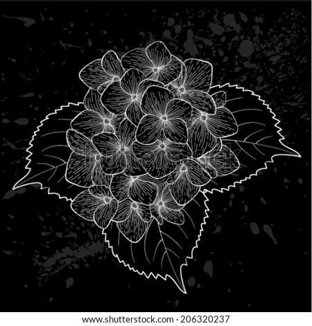 beautiful monochrome, black and white flower hydrangea isolated. Hand-drawn contour lines and strokes.