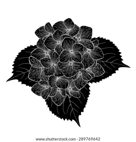 beautiful monochrome, black and white flower hydrangea isolated. for greeting card and invitations of wedding, birthday, Valentine\'s Day, mother\'s day and other seasonal holiday