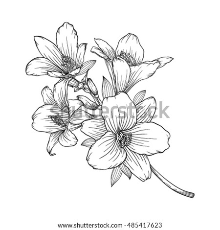 beautiful monochrome black and white bouquet lily isolated on background. Hand-drawn. design greeting card and invitation of the wedding, birthday, Valentine's Day, mother's day and other holiday