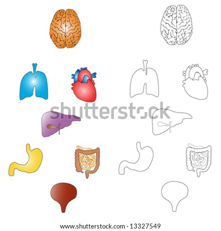 circulatory system pictures for kids. the human circulatory system