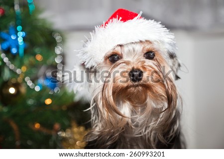 Little dog with santa hat