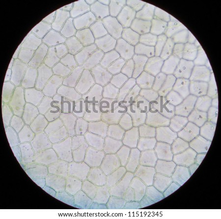 A rare educational material under microscope -- the section of the plant