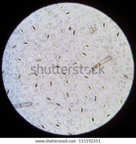 A rare educational material under microscope -- the section of the plant.These are guard cell.