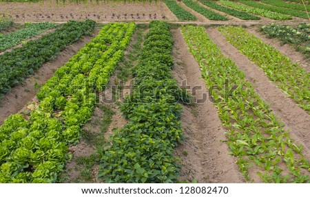 farmland-- Lactuca sp.,Brassica rapa pekinensis. All of them are very important for human civilization