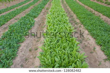 farmland-- Lactuca sp.,Brassica rapa pekinensis. All of them are very important for human civilization