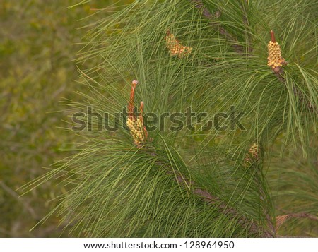 Pinus massoniana Lamb--masson pine,the major matter in the seed was fats, and protein was second.That is a healthy food.