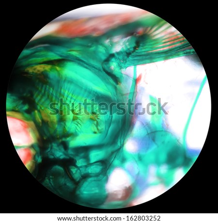 the view of the microscope--transpa rent sample the bone and organ the view of the microscope--transpa rent sample the bone and organ