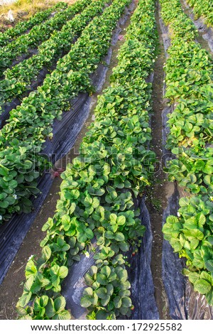 Chinese traditional agriculture, organic agriculture in south China--farmland,strawberry