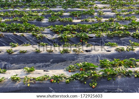 Chinese traditional agriculture, organic agriculture in south China--farmland,strawberry