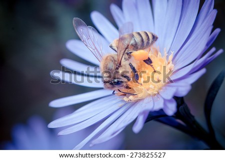 season in memory--flower and bee