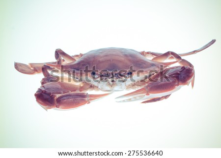 classical food--crab
