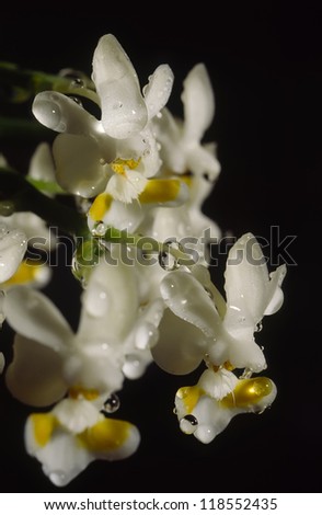 White orchid in black background common name: Phalaenopsis gibbosa
