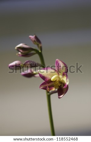 Orchid Flower Common name: Spathoglottis, or garden orchid