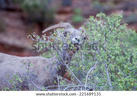 Big horn sheep eating at Zion National Park / Big Horn Sheep