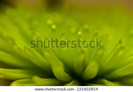 Green macro flower / Green flower