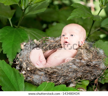 Newborn baby in a hummingbird nest in a tree with green leaves