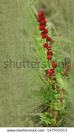 Red berry like wildflower on forest floor with textured background