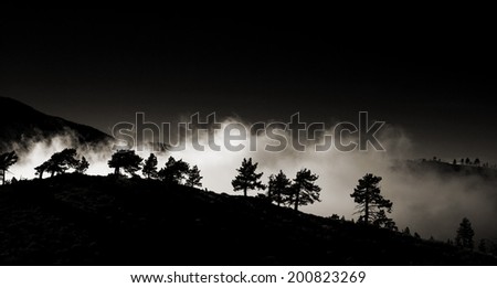 Row of pine trees back lit by a bank of fog in monochrome