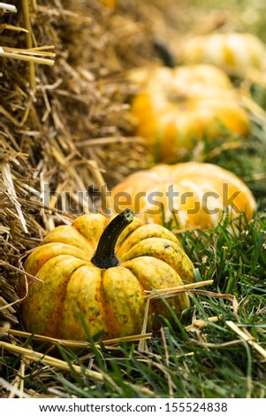 Small Fall Halloween pumpkin gourds at the Fall Festival