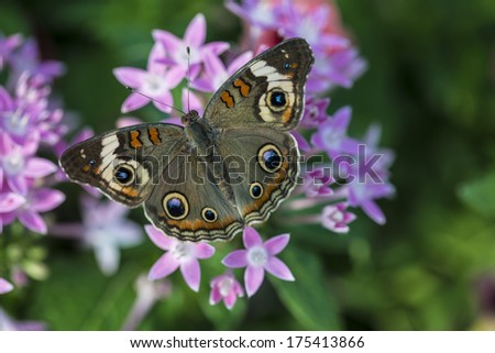 Buckeye Butterfly feeding on Pentas lanceolata