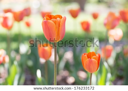 Orange Spring Tulip Garden