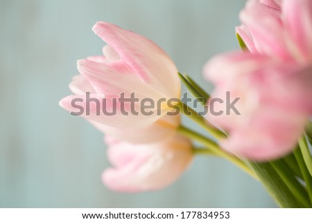 Pink and white bouquet of Tulips on blue background