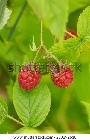 Two red ripe raspberries growing outside on plant