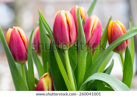 Easter Tulip flower bouquet in Spring